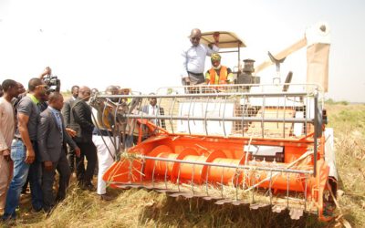 NIRSAL-FACILITATED EDO RICE, MAIZE PROJECT DELIVERS OPTIMAL RETURNS TO FARMERS