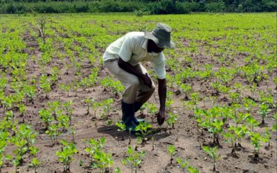 Documenting Land Banks for Primary Production Investments: Building a Foundation for Agribusiness Growth