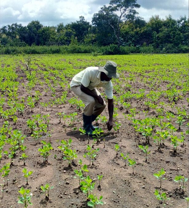 Documenting Land Banks for Primary Production Investments: Building a Foundation for Agribusiness Growth